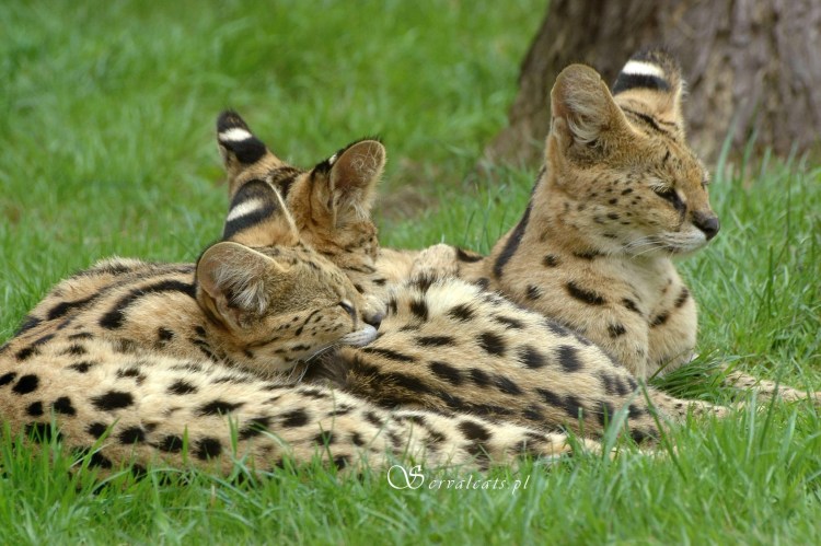 Парк Серенгети сервал