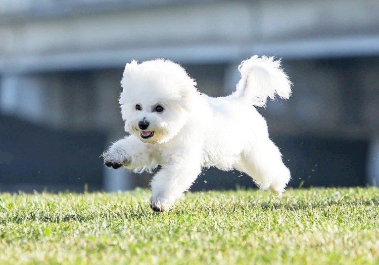 Порода собак Бишон фризе