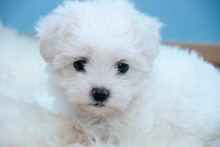 Бишон фризе, французская кудрявая болонка