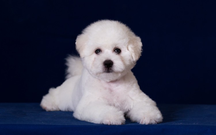 Французская болонка Бишон фризе