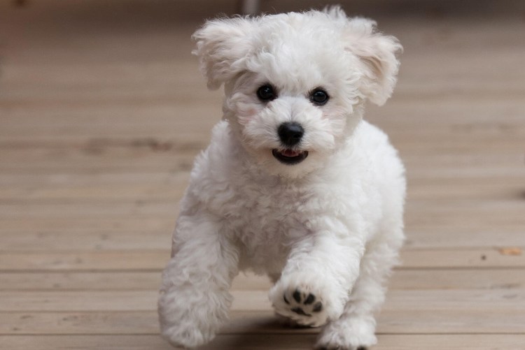 Бишон мальтезе порода собак