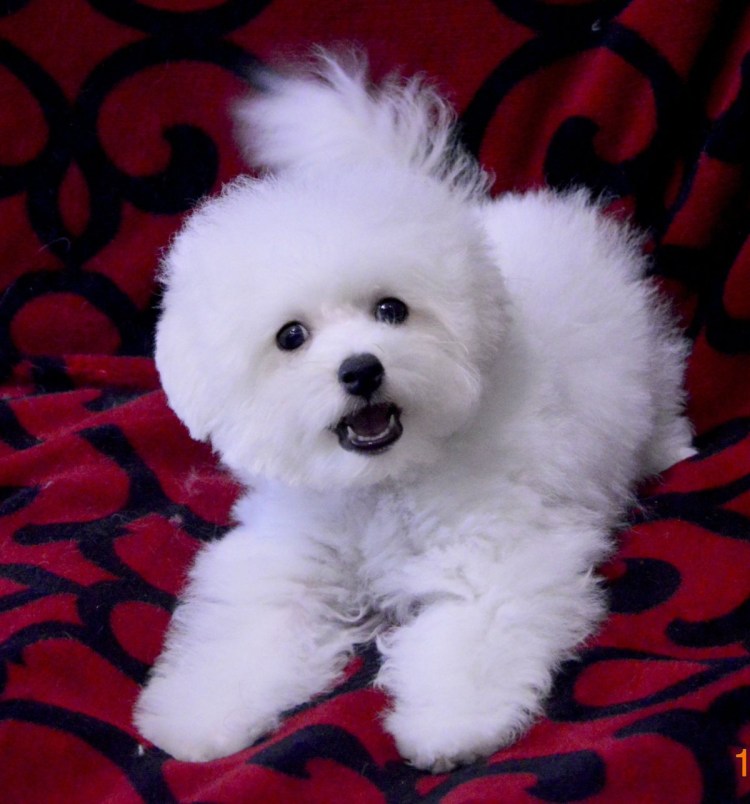 Бишон фризе