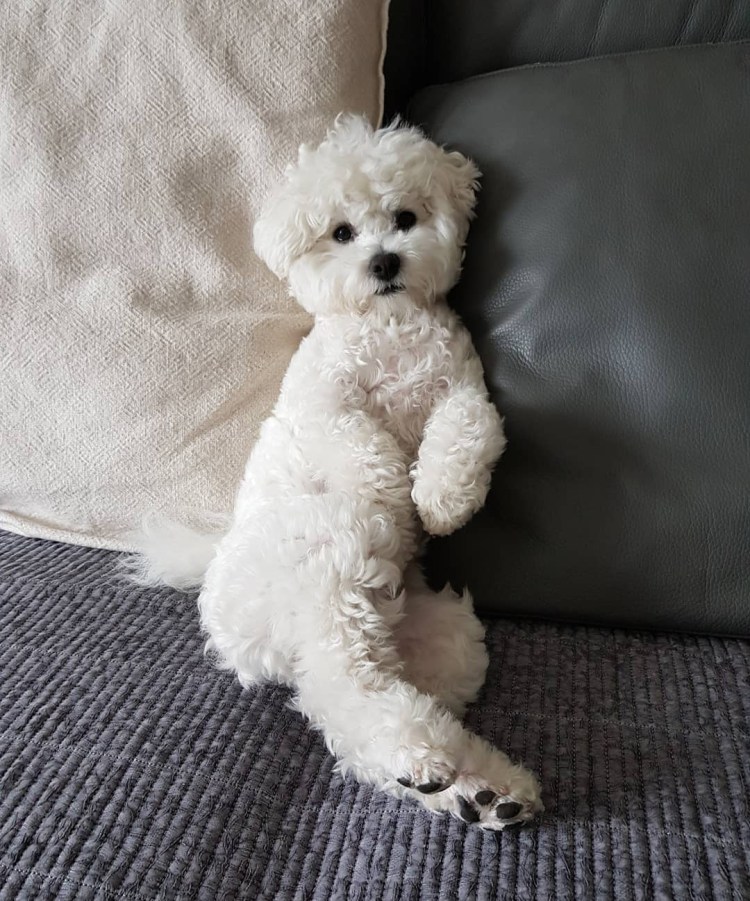 Бишон фризе нестриженный