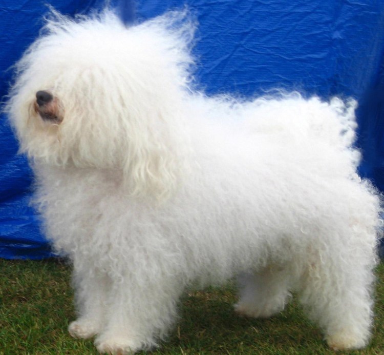 Болонка Бишон фризе