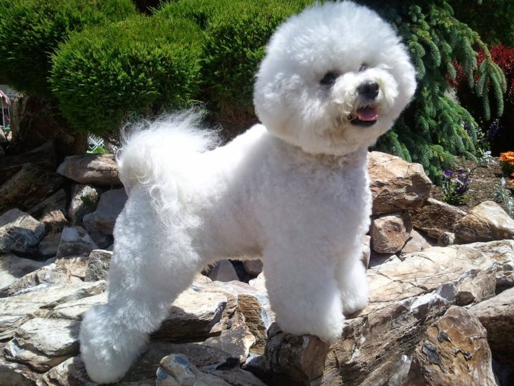 Бишон фризе