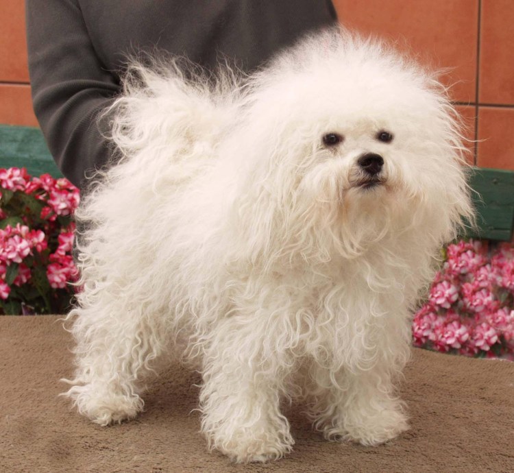 Карликовый Бишон