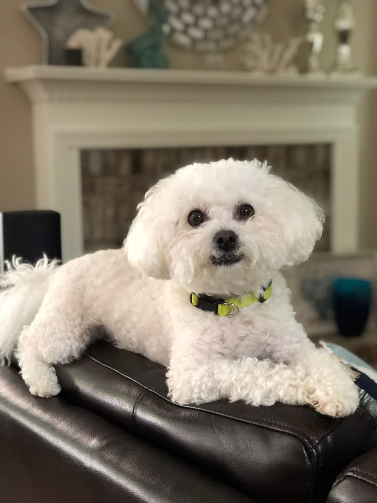 Порода Бишон фризе