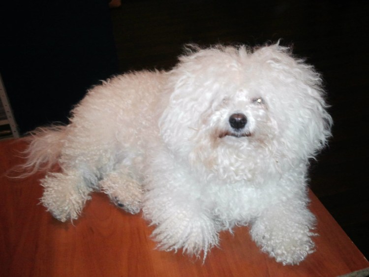 Бишон Болоньез Мальтийская болонка