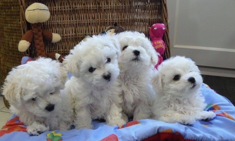 Собачка Бишон