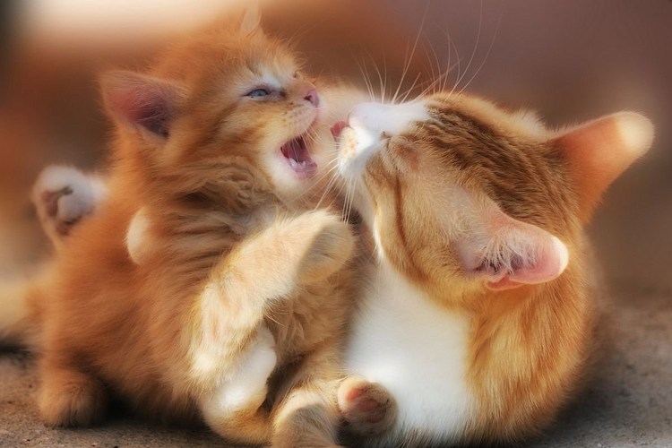 Ласковый котик