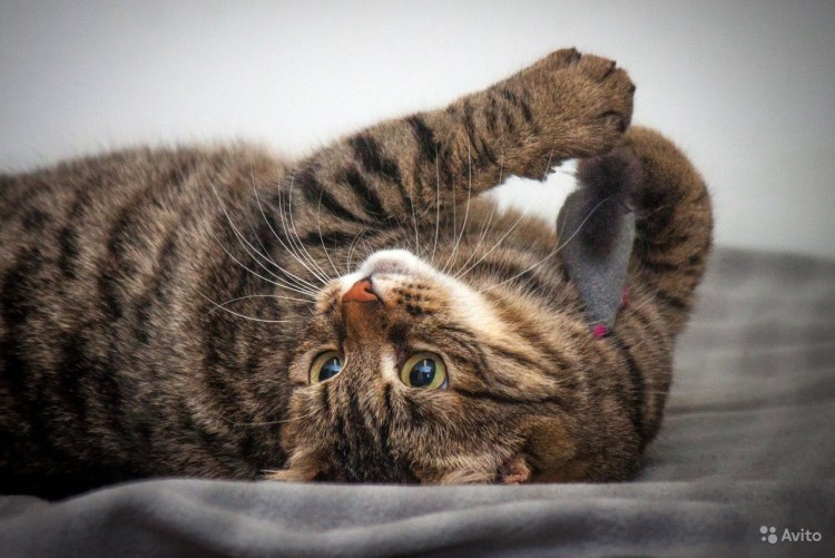 Самые ленивые кошки