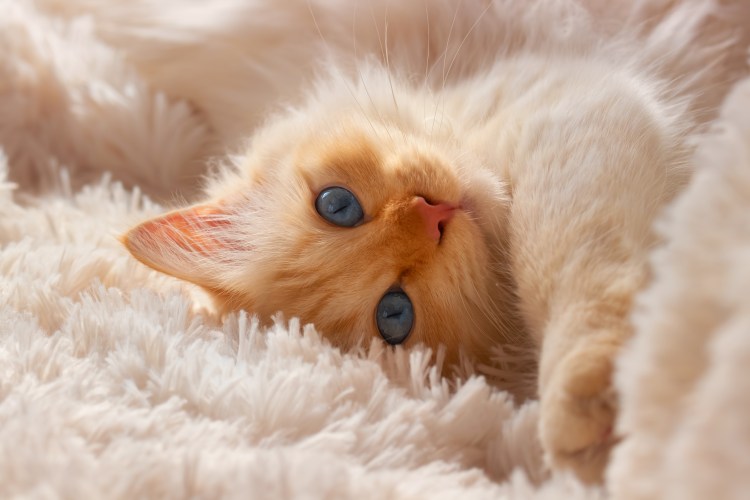 Нежные котики