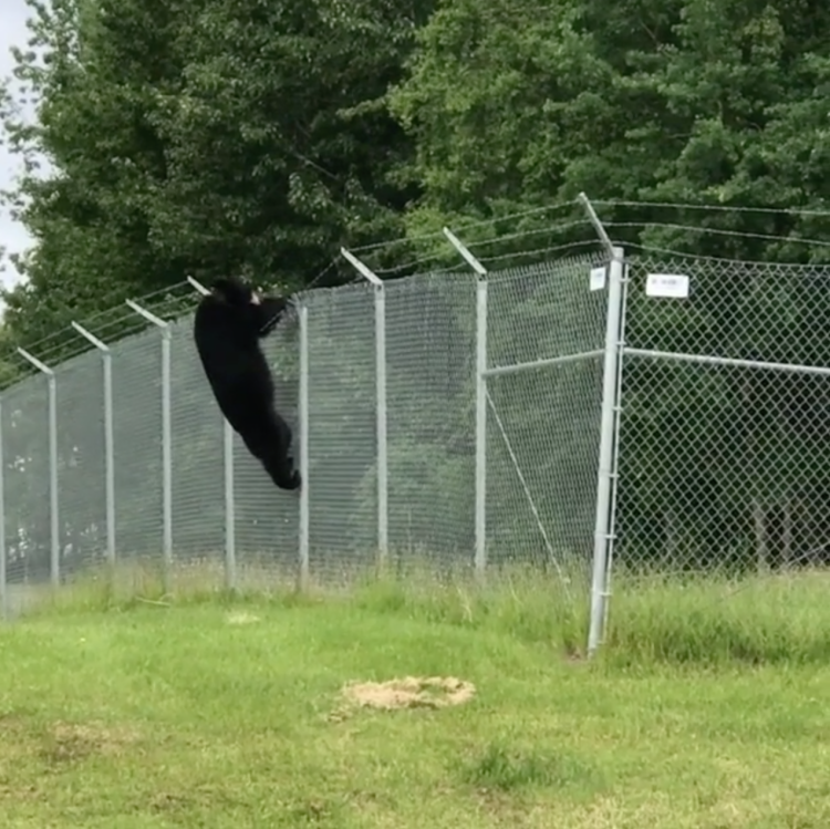 Медведь забрался в дом