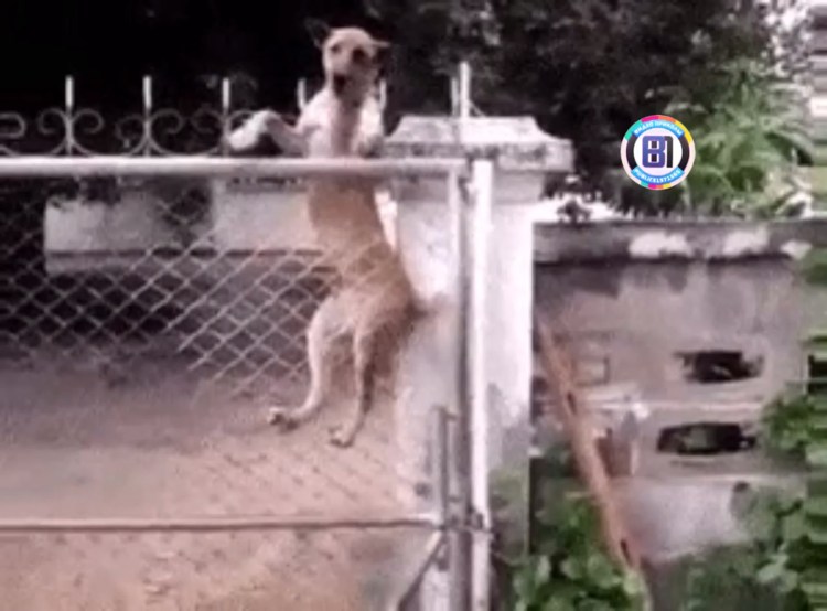 Собака перелазит через забор