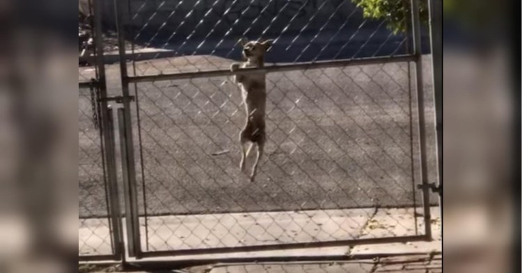 Собака на даче