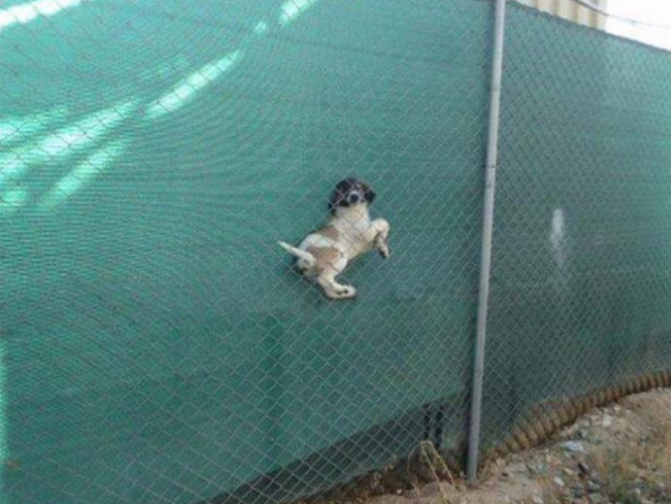 Забор из мультфильма