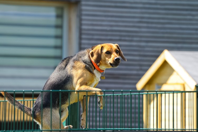 Собака перелазит через забор