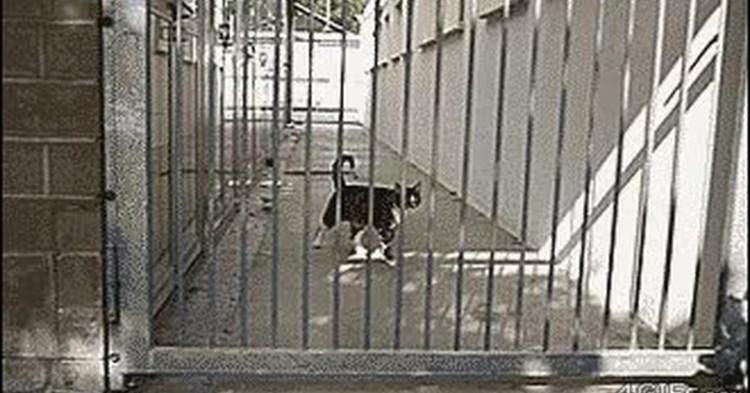 Немецкая овчарка прыгает через забор