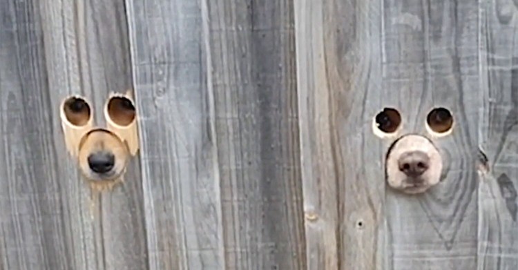 Через забор ногу Задерищенко