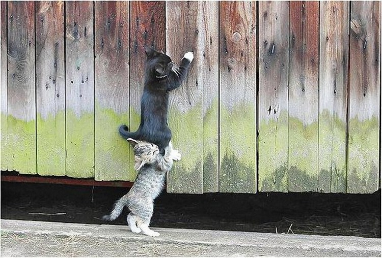 Собака перелезает через забор