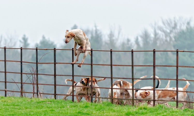 Сквозь дырку в заборе