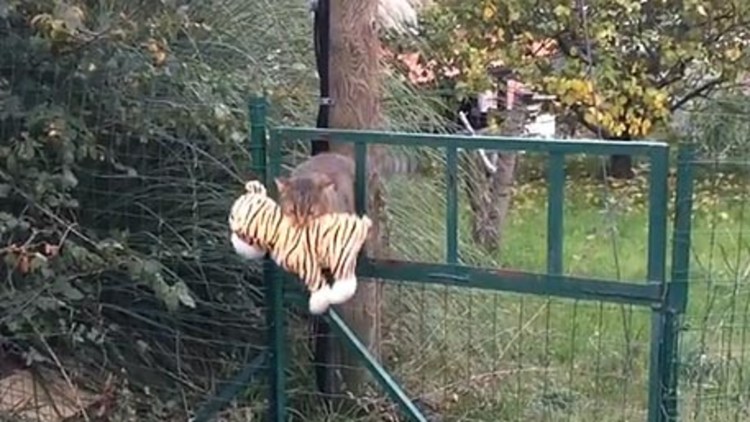 Смешной забор