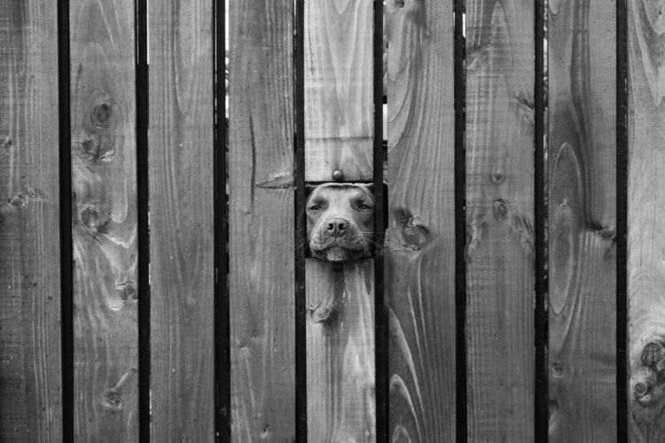 Дырки в заборе для собак