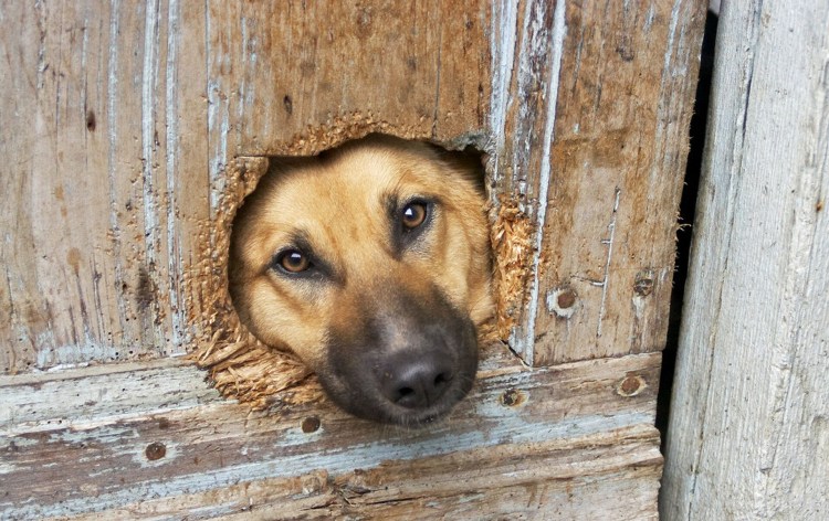 Маска для собаки на забор