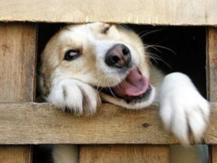 Собака на заборе