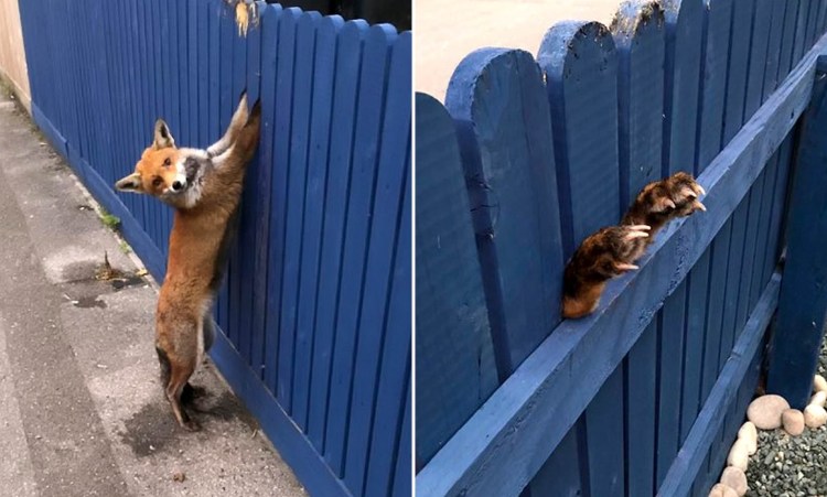 Щенок в деревне