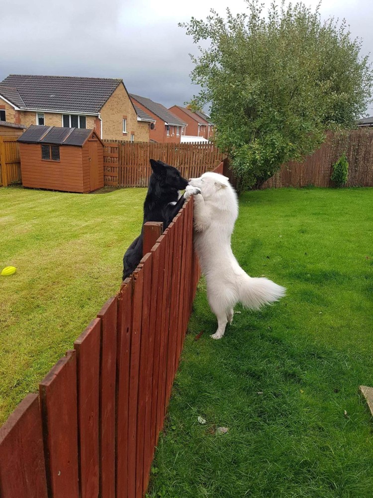 Собака выглядывает