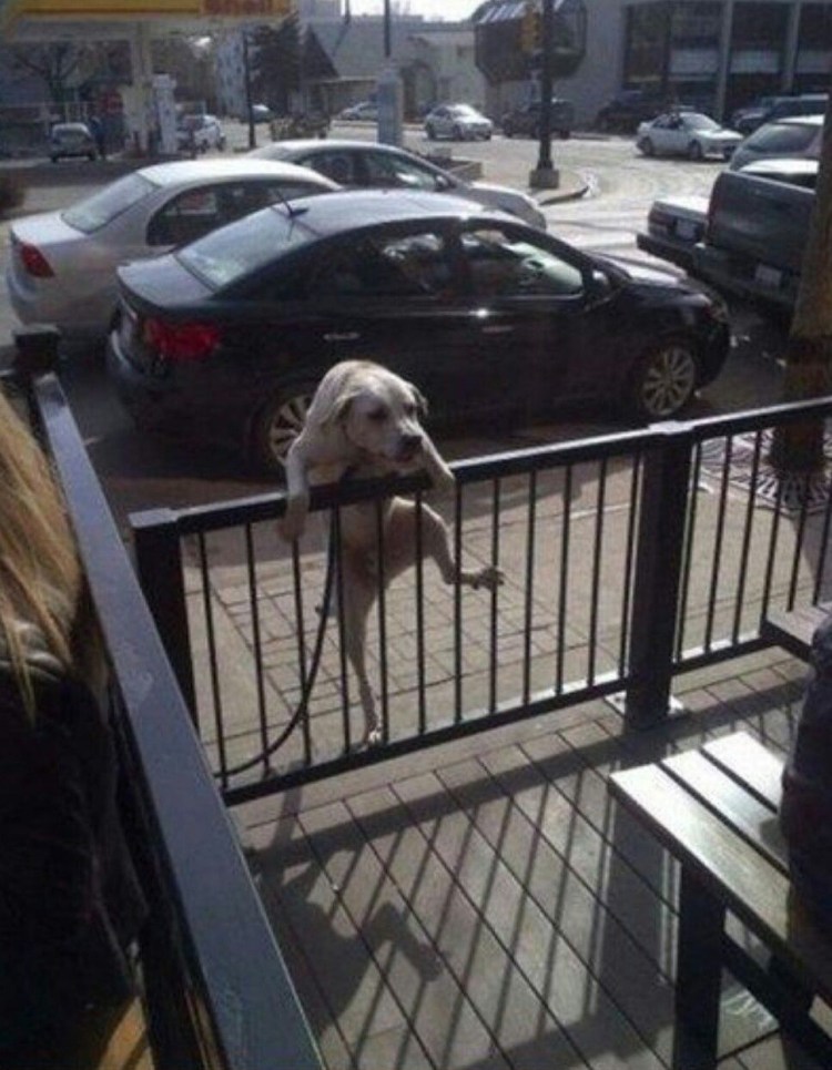 Лиса застряла в заборе