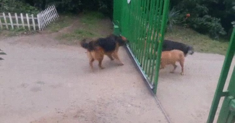 Собака лает за забором