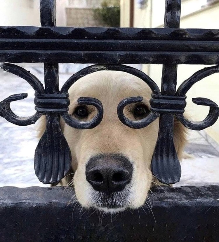 Собака перелезает через забор