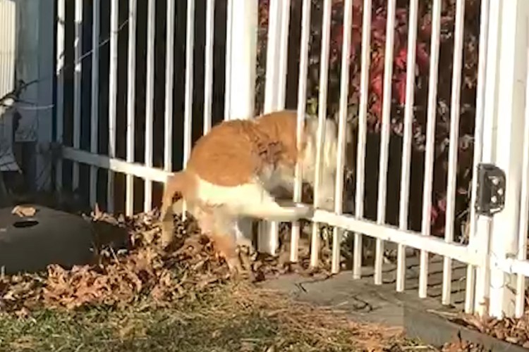 Собака прыгает через забор