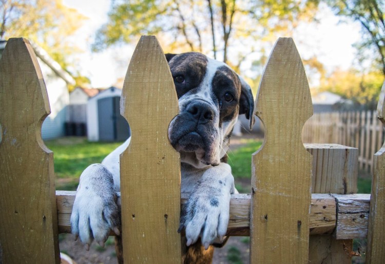Приспособление для собак на даче