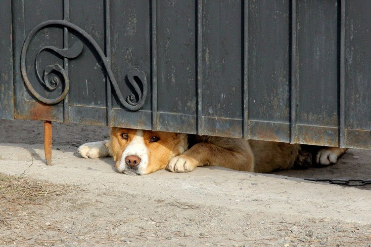 Толстый кот застрял в заборе