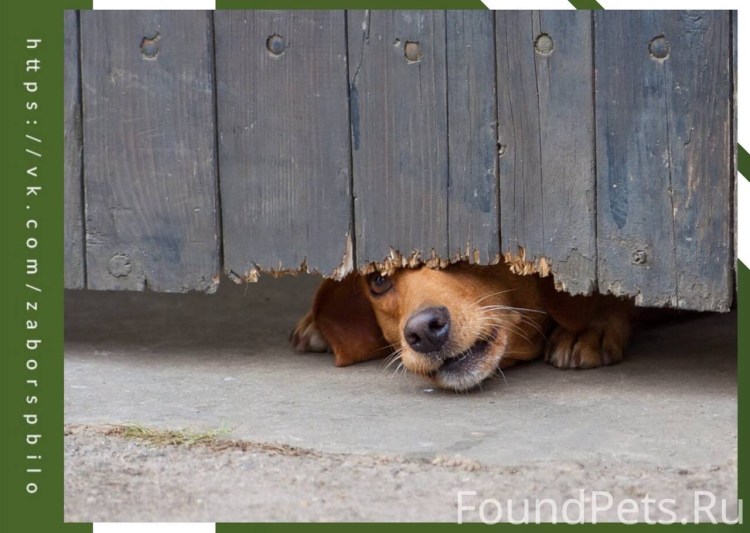 Собака за забором