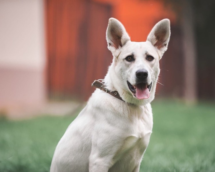 Порода бультерьер