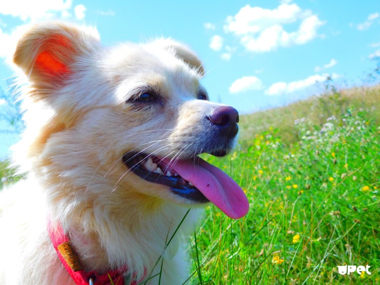 Щенячий взгляд