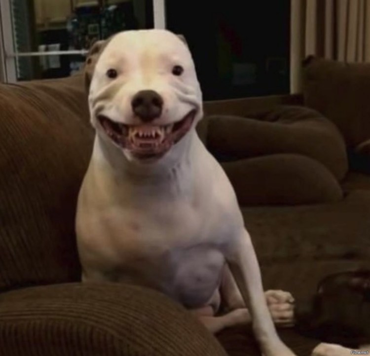 Бультерьер щенок