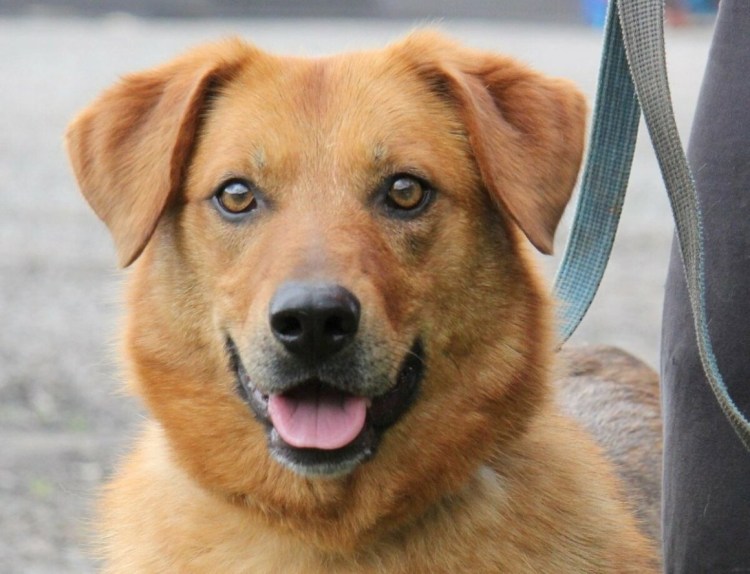 Бультерьер купированный