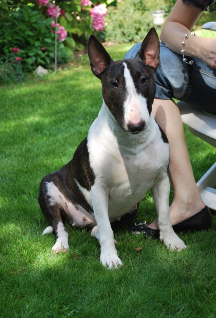 Черные собаки