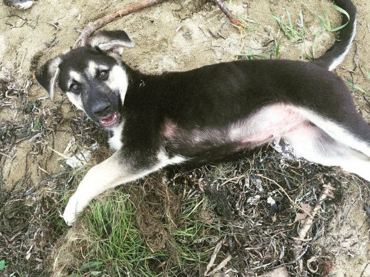 Какая порода собаки у Рамиля