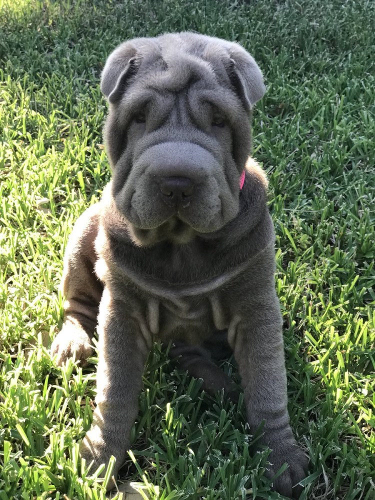 Бостон терьер