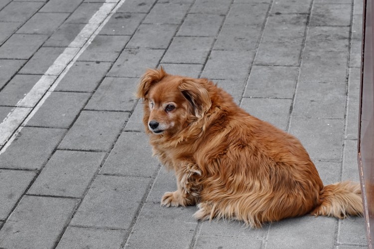 Уэст хайленд Уайт терьер