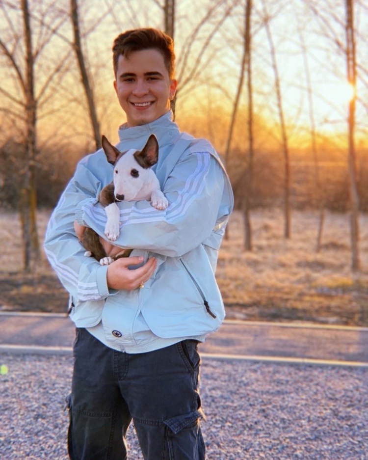 Метис бультерьера