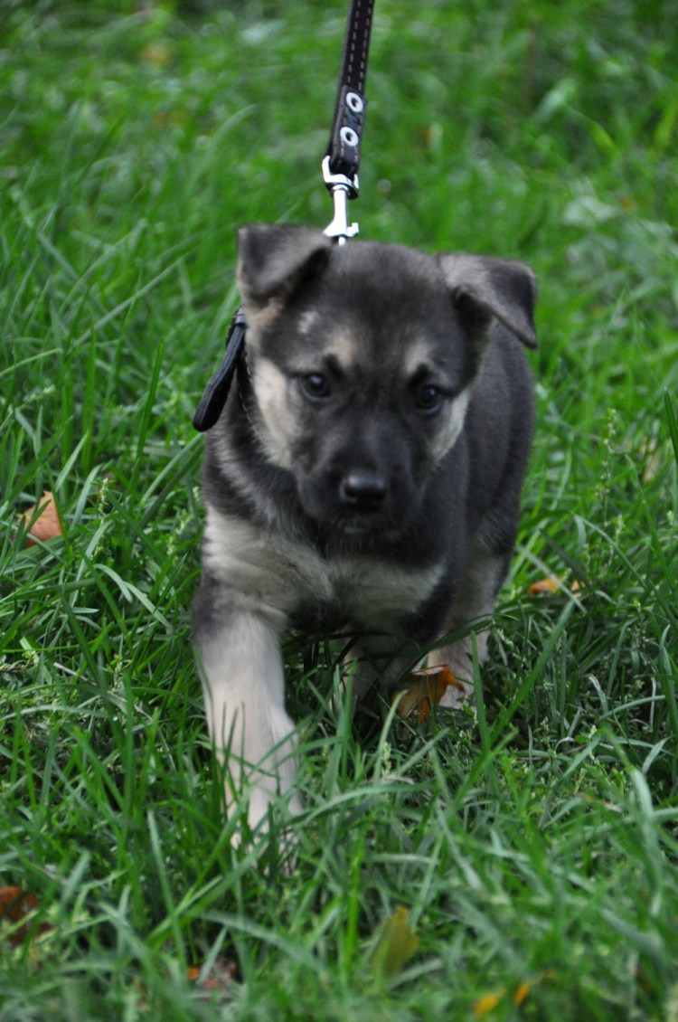 Бультерьер альбинос