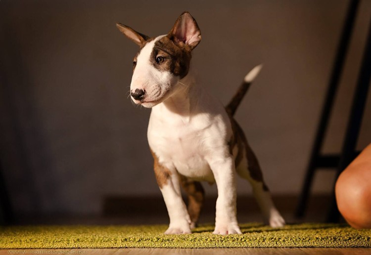 Красивые собаки