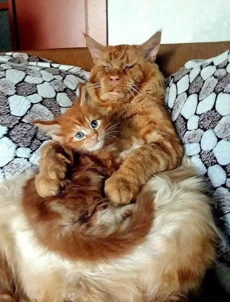 Огромный кот